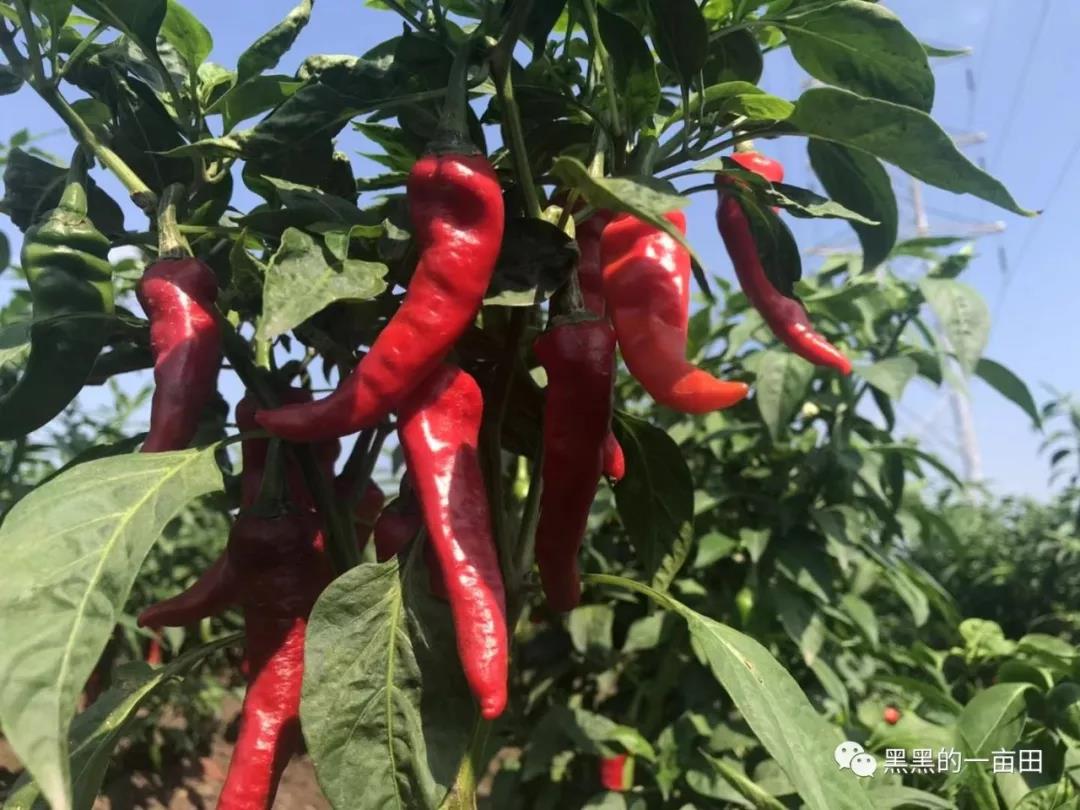 1561167087453774.jpg 18.jpg