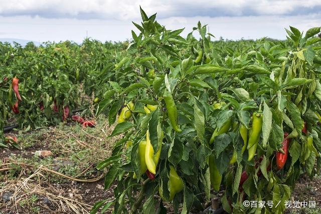 1561340500898348.jpeg 1.jpeg