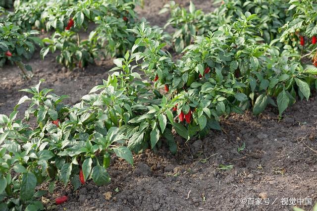 1561340532207305.jpeg 2.jpeg