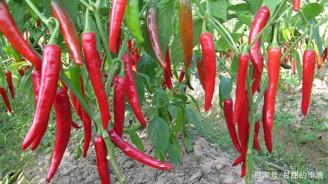 1561428262715662.jpg 1.jpg