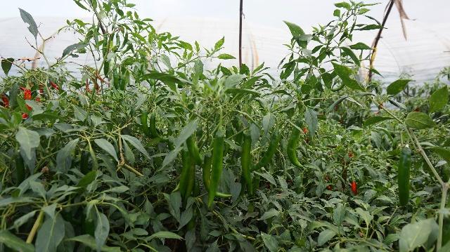 1561428592987227.jpg 4.jpg