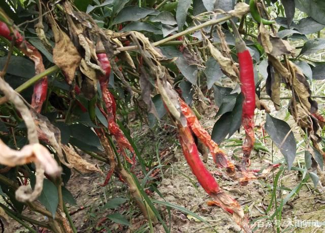 1561511806368432.jpeg 1.jpeg