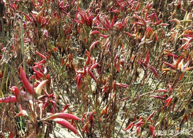 1561511854645782.jpeg 2.jpeg