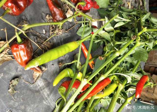 1561511963959009.jpeg 3.jpeg