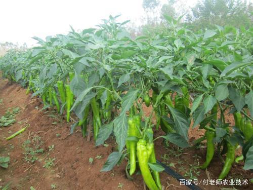 1561598971127161.jpeg 1.jpeg