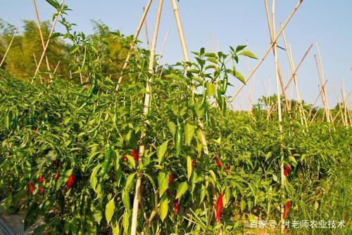 1561599128847374.jpeg 3.jpeg