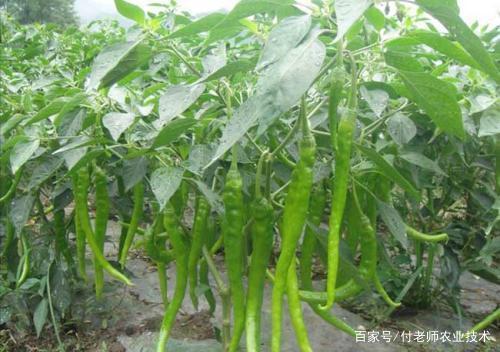 1561599223843666.jpeg 4.jpeg