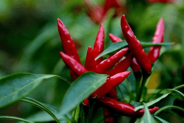 1561945825541629.jpg 2.jpg