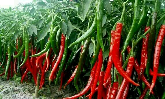 1563517919748416.jpg 辣椒.jpg