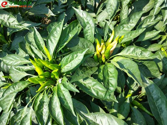 1565067952321730.jpg 181119231.jpg