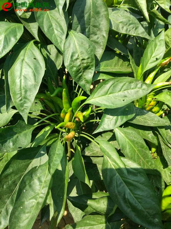 1565067974436329.jpg 181129191.jpg