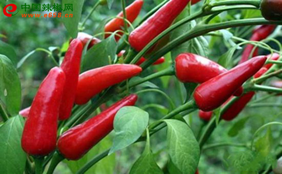 1565144252413393.jpg 121.jpg