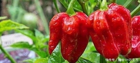 1571194294862648.jpg t01b1e4cea9ebb242f9.jpg