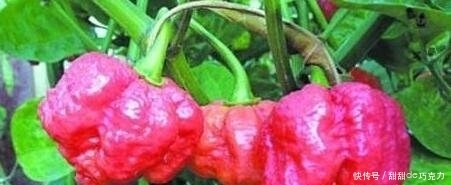 1571194784932542.jpg t011b87bfb8c1ca21d0.jpg