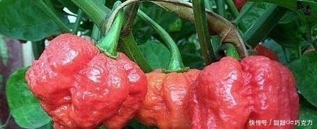 1571194863191480.jpg t0106ed61477deca0c0.jpg