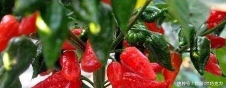 1571194911873072.jpg t017eb0763de7485469.jpg