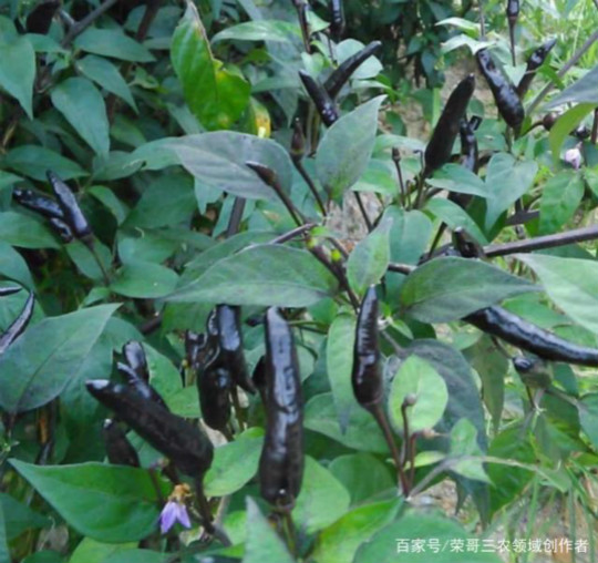 1575598631792905.jpg PS1.jpg